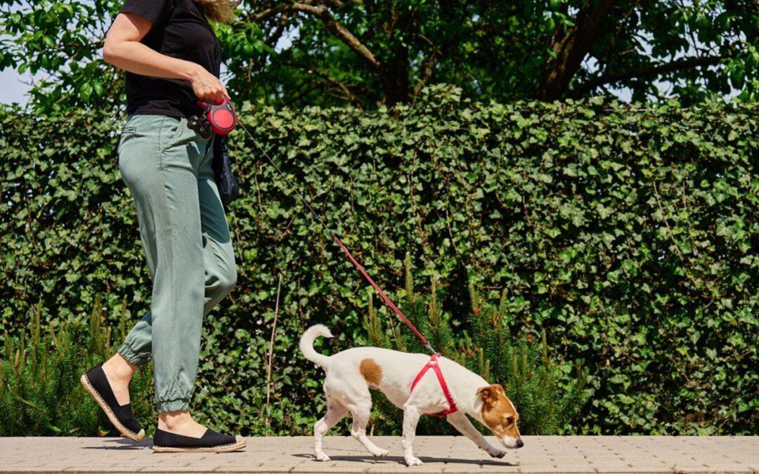 Grad u BiH dobiva nova pravila: Određeno koliko pasa ili mačaka može biti u stanu, kazne idu do 3000 KM