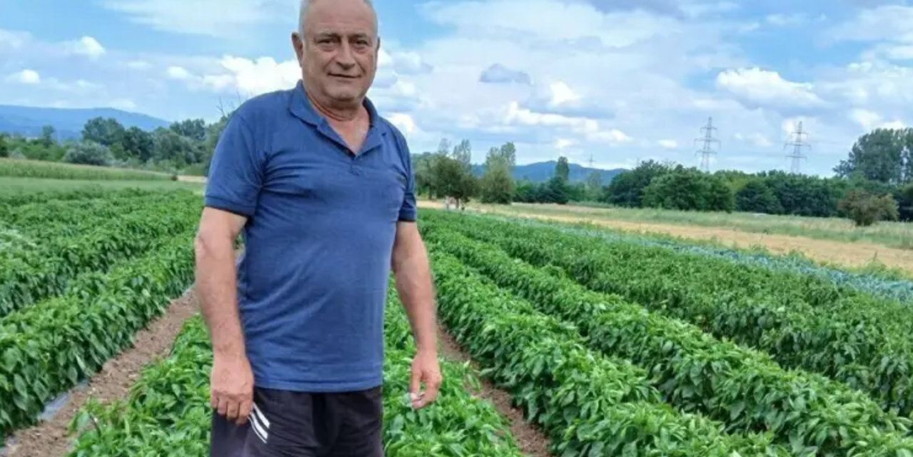 Poljoprivrednik PODIJELIO SAVJETE za uzgoj paprika: Ovo su CAKE koje donose dobar prinos