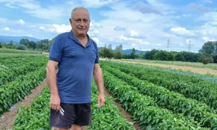 Poljoprivrednik PODIJELIO SAVJETE za uzgoj paprika: Ovo su CAKE koje donose dobar prinos